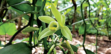 Garden Club of Cape Coral | An introduction to the vanilla orchid